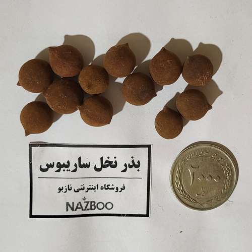 بذر نخل ساریبوس