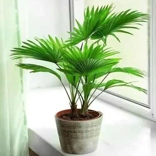 نخل زینتی ساریبوس