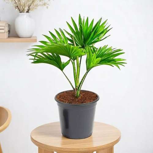 بذر نخل ساریبوس برگ بادبزنی