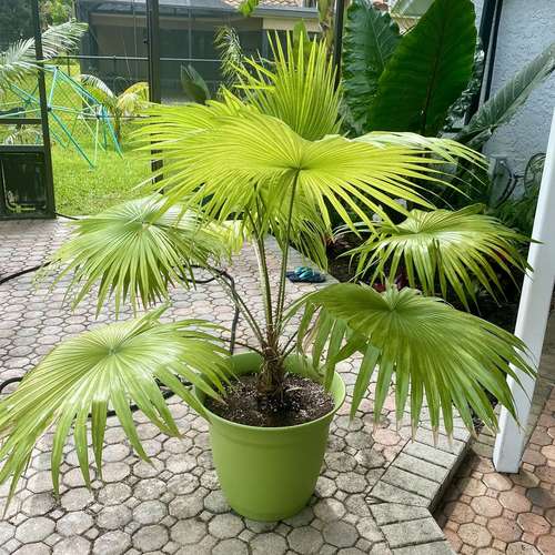 نخل Saribus rotundifolius