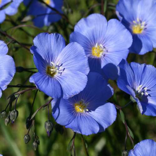 بذر گیاه لینیوم