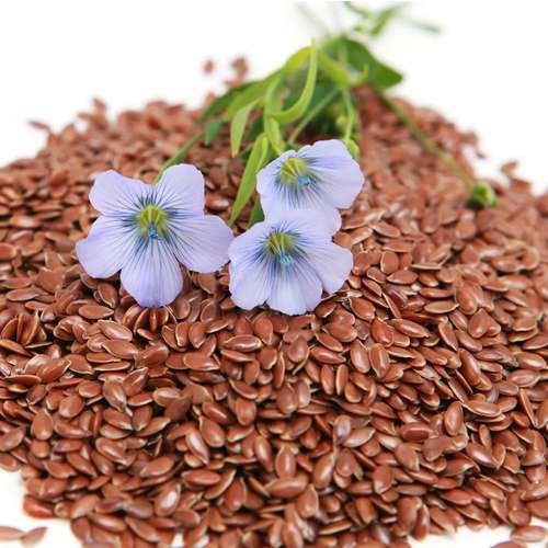 تخم کتان قرمز