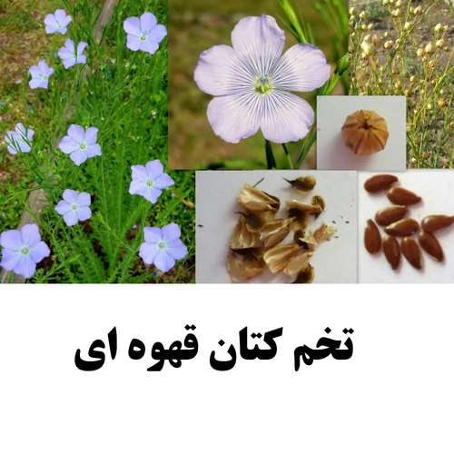 تخم کتان قهوه ای
