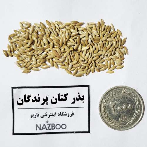 تخم کتان سفید