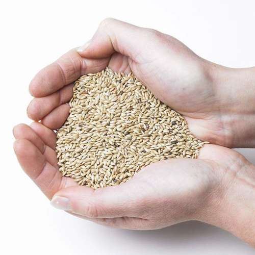 تخم کتان پرندگان