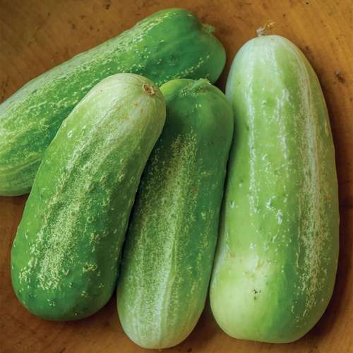 بذر خیار دستجردی