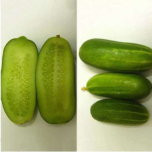 خیار دستگردی اصفهانی