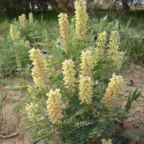 خواص گیاه تلخ بیان