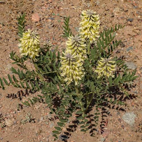 بذر تلخ بیان