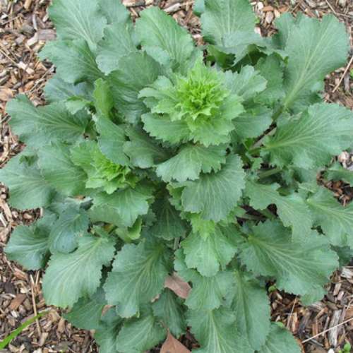 خرید بذر چوچاق