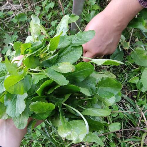 عکس سبزی زولنگ