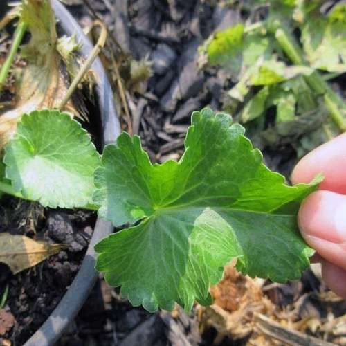 چوچاق برای چی خوبه