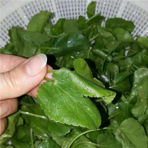 چوچاق به مازندرانی