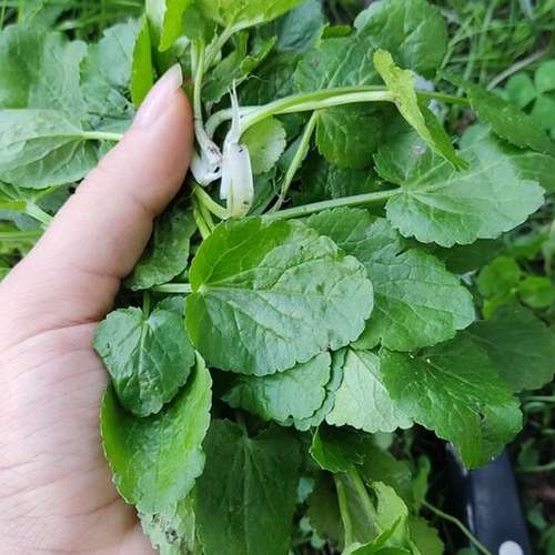 بذر چوچاق (زولنگ | زلنگ)