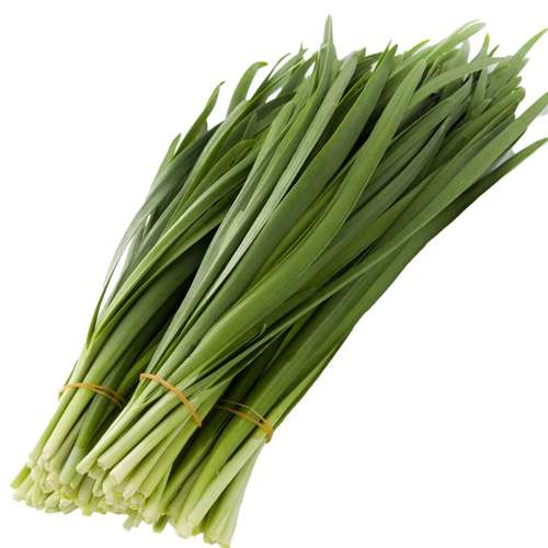 بذر تره محلی جنوب