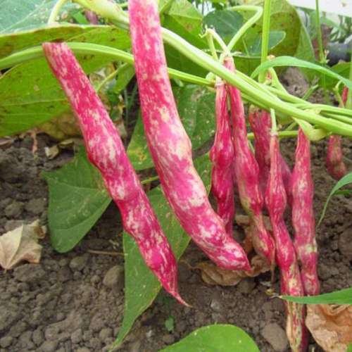 بذر لوبیا چیتی خارجی پابلند