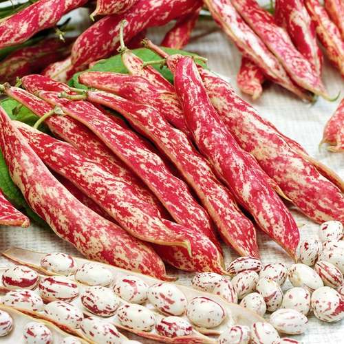 بذر لوبیا چیتی زودرس پابلند