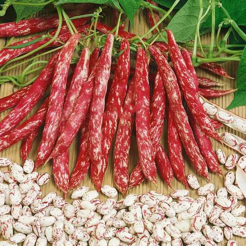 بذر لوبیا چیتی پابلند آمریکایی