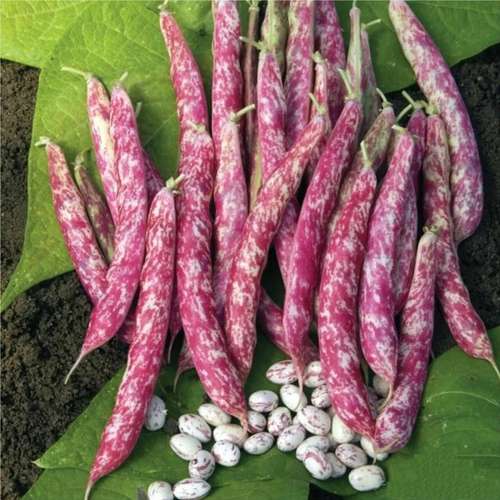 بذر لوبیا چیتی پابلند آمریکایی