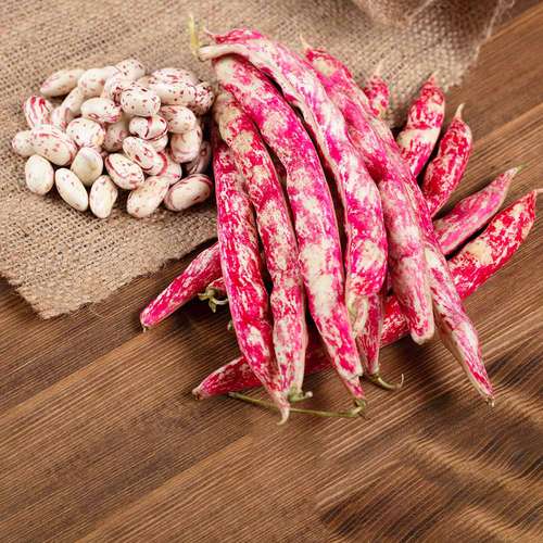 بهترین بذر لوبیا چیتی پابلند