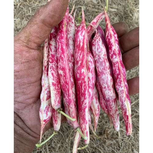 خرید بذر لوبیا چیتی اصلاح شده پابلند