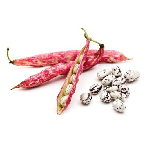 میزان بذر لوبیا چیتی در هکتار