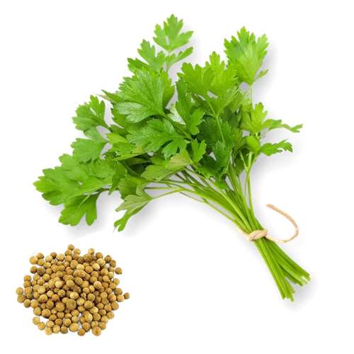 بذر گشنیز توپی