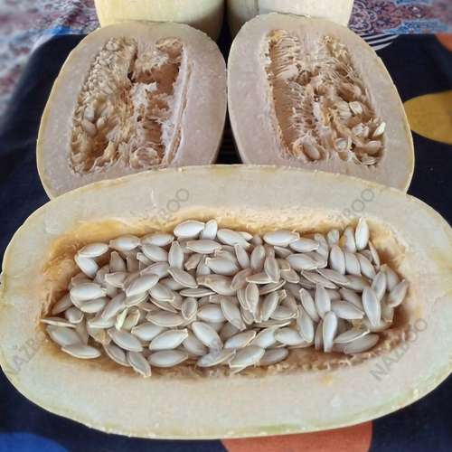 بذر کدو تخمه‌ای هیبرید