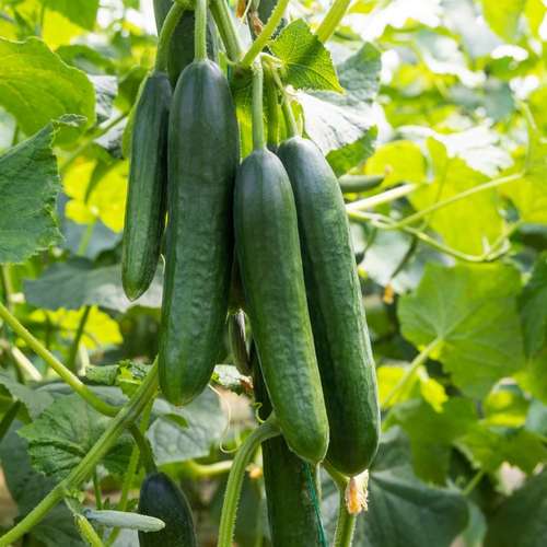 بذر خیار واتسون