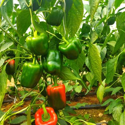 بذر فلفل دلمه قرمز هیبرید گلخانه‌ای شاندیز ۶۷۱۴