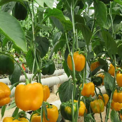 بذر فلفل دلمه زرد گلخانه ای هیبرید رقم شایلی بریدر