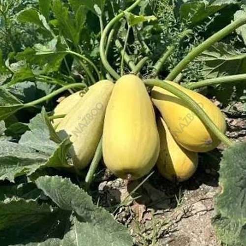 بهترین بذر کدو آجیلی
