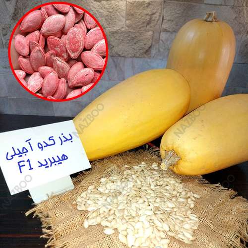 بذر کدو تخمه آجیلی هیبرید f1