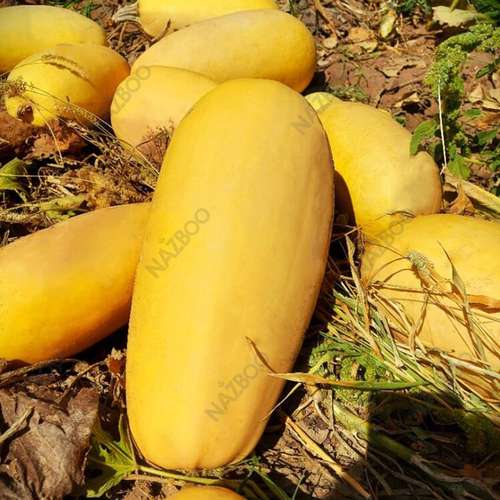 قیمت بذر کدو آجیلی.jpg