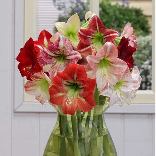 بذر گیاه آماریلیس