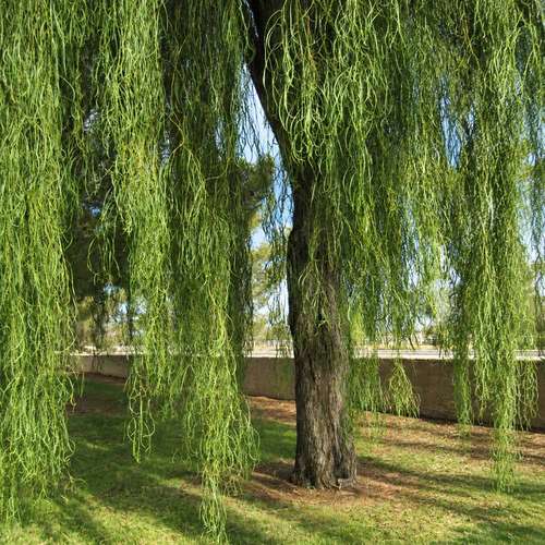 بذر اقاقیا بیدی (Acacia salicina)