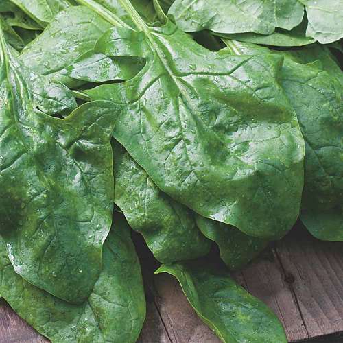 اسفناج اورینتال گرین برگ تیز یا برگ گرگی