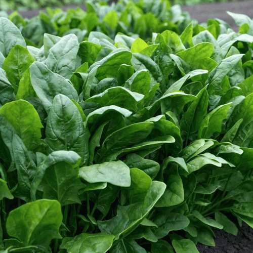 اسفناج ساتبرگ imperator satberg spinach