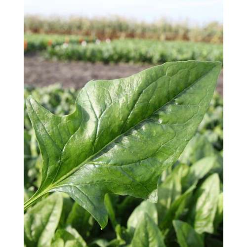 اسفناج harp تیپ نیزه ای یا گوش گرگی