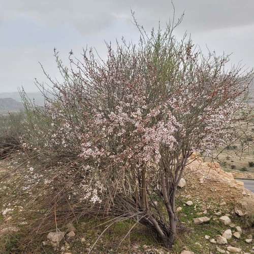 بذر اسکوپاریا
