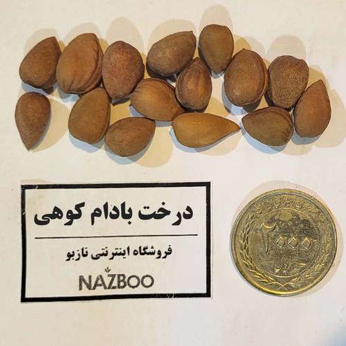 بذر بادام کوهی یا بادامک