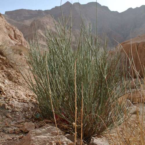 بذر درختچه بادام کوهی