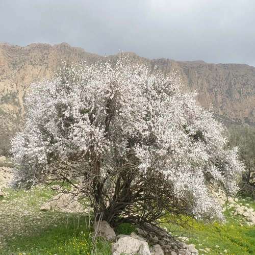 بذر درخت بادام کوهی یا بادامک