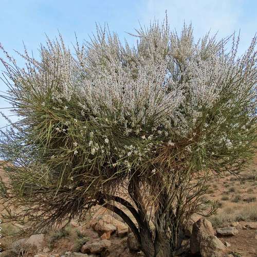 خواص داروی درخت بادام کوهی