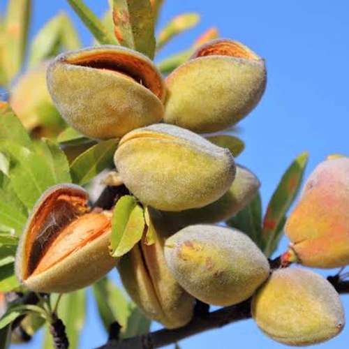 بذر بادام ارژن