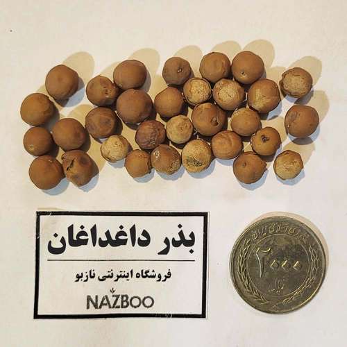 بذر داغداغان