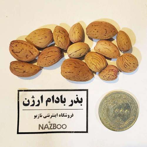 بذر درخت بادام ارژن