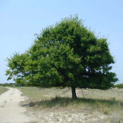 بذر درخت داغداغان