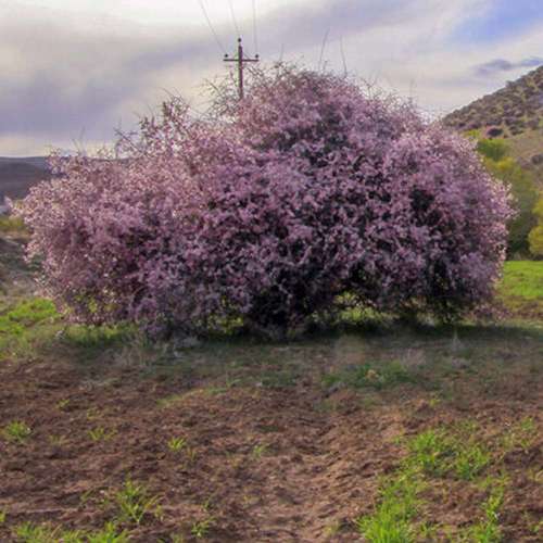 خواص دارویی بادام ارژن