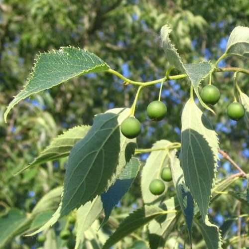 خواص دارویی داغداغان